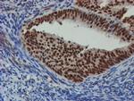 NLN Antibody in Immunohistochemistry (Paraffin) (IHC (P))