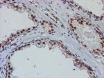 NLN Antibody in Immunohistochemistry (Paraffin) (IHC (P))