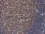 NLN Antibody in Immunohistochemistry (Paraffin) (IHC (P))