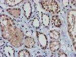 NLN Antibody in Immunohistochemistry (Paraffin) (IHC (P))