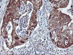 NLN Antibody in Immunohistochemistry (Paraffin) (IHC (P))