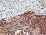 NLN Antibody in Immunohistochemistry (Paraffin) (IHC (P))