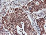 NLN Antibody in Immunohistochemistry (Paraffin) (IHC (P))