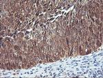 NLN Antibody in Immunohistochemistry (Paraffin) (IHC (P))