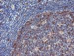 NLN Antibody in Immunohistochemistry (Paraffin) (IHC (P))