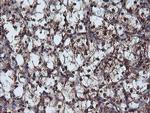 NLN Antibody in Immunohistochemistry (Paraffin) (IHC (P))