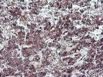 NLN Antibody in Immunohistochemistry (Paraffin) (IHC (P))