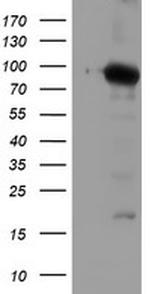 NLN Antibody in Western Blot (WB)