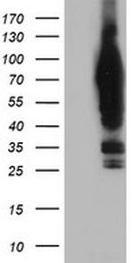 NLN Antibody in Western Blot (WB)