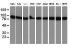 NLN Antibody in Western Blot (WB)