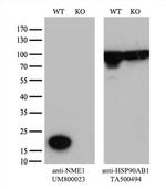 NME1 Antibody