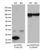 NME1 Antibody in Western Blot (WB)