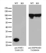 NME1 Antibody in Western Blot (WB)