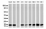 NME1 Antibody in Western Blot (WB)