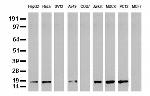 NME1 Antibody in Western Blot (WB)