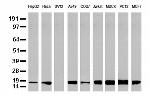 NME1 Antibody in Western Blot (WB)