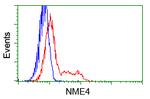 NME4 Antibody in Flow Cytometry (Flow)