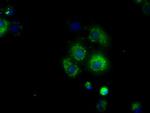 NME4 Antibody in Immunocytochemistry (ICC/IF)