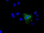 NME4 Antibody in Immunocytochemistry (ICC/IF)