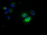 NME4 Antibody in Immunocytochemistry (ICC/IF)