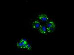 NME4 Antibody in Immunocytochemistry (ICC/IF)