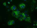 NME4 Antibody in Immunocytochemistry (ICC/IF)