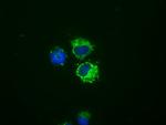 NME4 Antibody in Immunocytochemistry (ICC/IF)