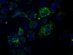 NME4 Antibody in Immunocytochemistry (ICC/IF)