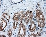 NME4 Antibody in Immunohistochemistry (Paraffin) (IHC (P))