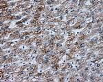 NME4 Antibody in Immunohistochemistry (Paraffin) (IHC (P))