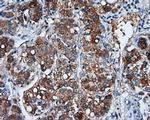 NME4 Antibody in Immunohistochemistry (Paraffin) (IHC (P))