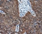 NME4 Antibody in Immunohistochemistry (Paraffin) (IHC (P))