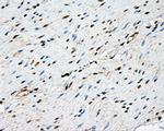 NME4 Antibody in Immunohistochemistry (Paraffin) (IHC (P))