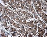 NME4 Antibody in Immunohistochemistry (Paraffin) (IHC (P))