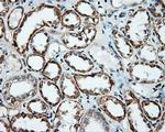 NME4 Antibody in Immunohistochemistry (Paraffin) (IHC (P))