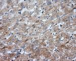 NME4 Antibody in Immunohistochemistry (Paraffin) (IHC (P))