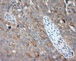 NME4 Antibody in Immunohistochemistry (Paraffin) (IHC (P))