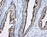 NME4 Antibody in Immunohistochemistry (Paraffin) (IHC (P))