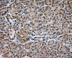 NME4 Antibody in Immunohistochemistry (Paraffin) (IHC (P))