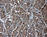 NME4 Antibody in Immunohistochemistry (Paraffin) (IHC (P))