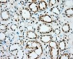 NME4 Antibody in Immunohistochemistry (Paraffin) (IHC (P))