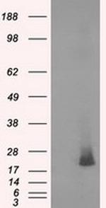 NME4 Antibody in Western Blot (WB)