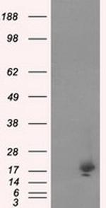 NME4 Antibody in Western Blot (WB)