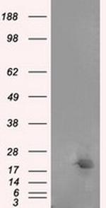 NME4 Antibody in Western Blot (WB)