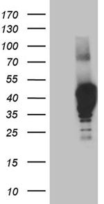 NMI Antibody in Western Blot (WB)