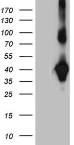 NMI Antibody in Western Blot (WB)