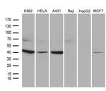 NMI Antibody in Western Blot (WB)