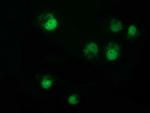 NMNAT1 Antibody in Immunocytochemistry (ICC/IF)