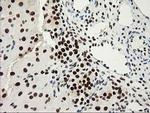 NMNAT1 Antibody in Immunohistochemistry (Paraffin) (IHC (P))