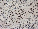 NMNAT1 Antibody in Immunohistochemistry (Paraffin) (IHC (P))